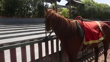 横店影视城训练场上的一匹棕色马视频的预览图